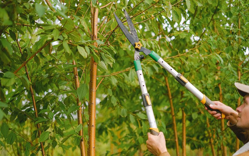 Tree trimming in Alakanuk, AK